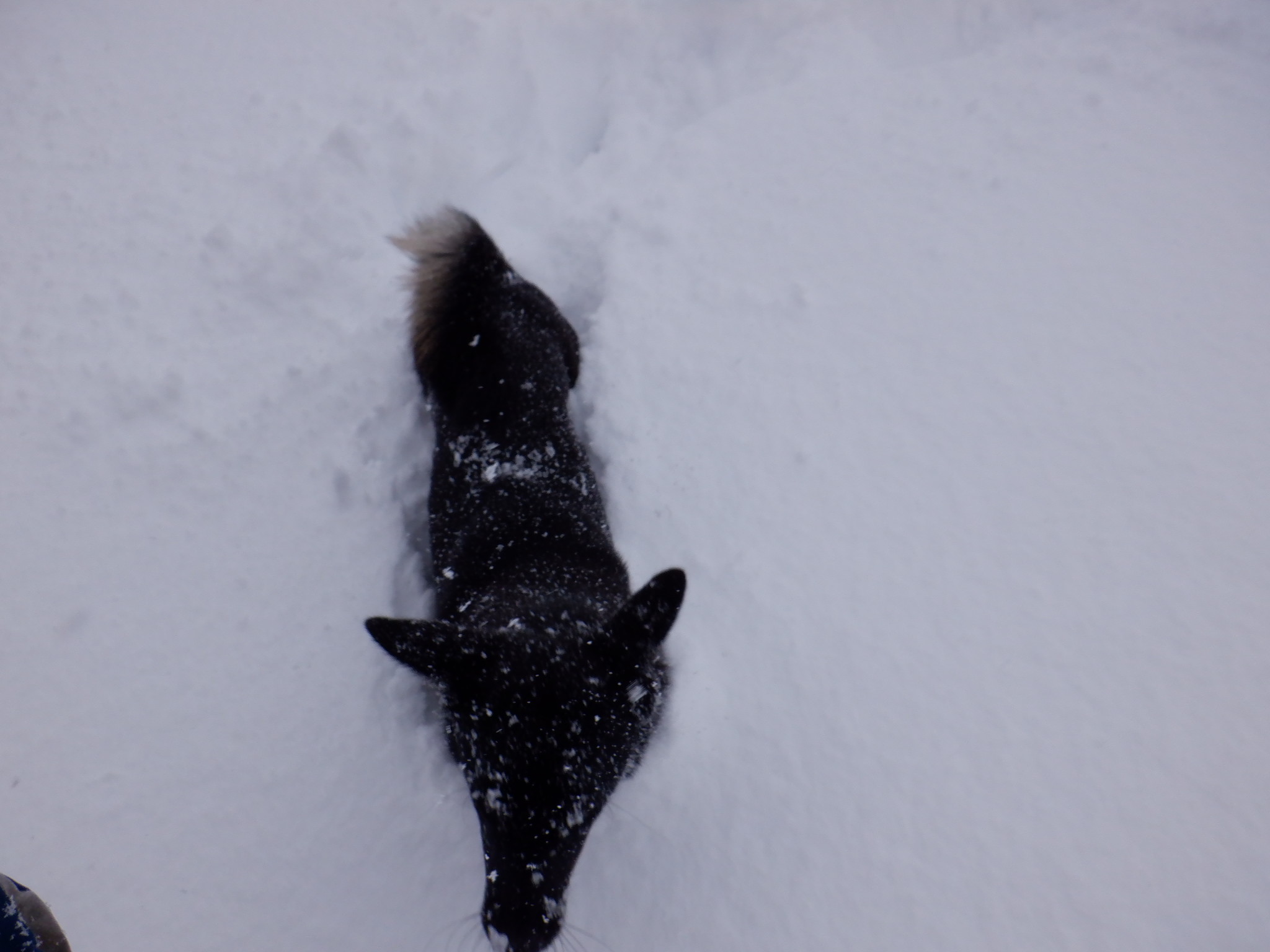 雪を泳ぎます